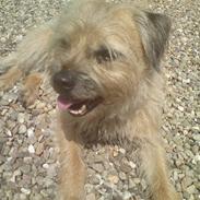 Border terrier Freddy