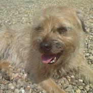 Border terrier Freddy