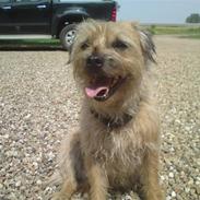 Border terrier Freddy
