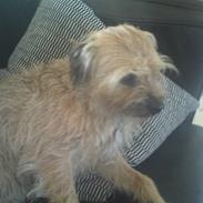 Border terrier Freddy