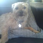 Border terrier Freddy