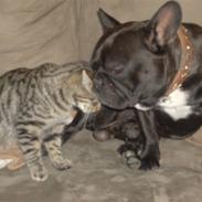 Fransk bulldog Trold