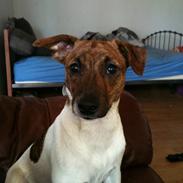 Dansk svensk gaardhund Lulu :)