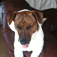 Dansk svensk gaardhund Lulu :)