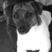 Dansk svensk gaardhund Lulu :)