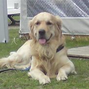 Golden retriever Nicki