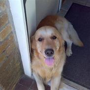 Golden retriever Nicki