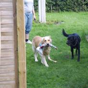 Golden retriever Nicki