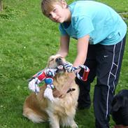 Golden retriever Nicki