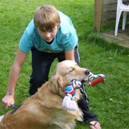 Golden retriever Nicki