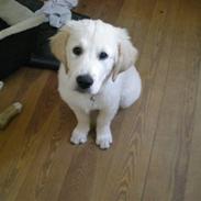 Golden retriever Balder