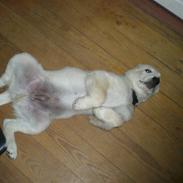 Golden retriever Balder