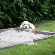 Golden retriever Balder