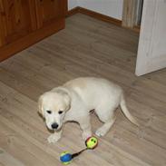 Golden retriever Balder