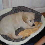 Golden retriever Balder