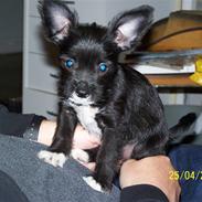 Blanding af racer Freja