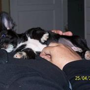 Blanding af racer Freja