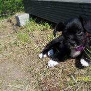 Blanding af racer Freja