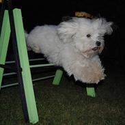 Coton de tulear Anton