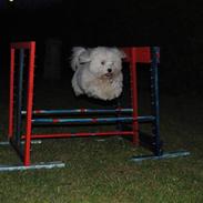 Coton de tulear Anton