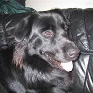 Blanding af racer Tjalfe