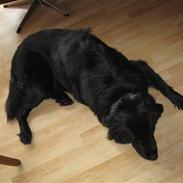 Blanding af racer Tjalfe