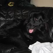 Blanding af racer Tjalfe