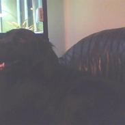 Blanding af racer Tjalfe