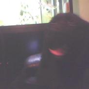 Blanding af racer Tjalfe