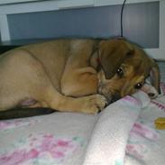 Blanding af racer Kia (kig forbi og hjælp!