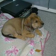 Blanding af racer Kia (kig forbi og hjælp!