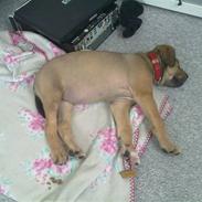 Blanding af racer Kia (kig forbi og hjælp!