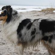 Shetland sheepdog Becca