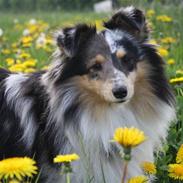 Shetland sheepdog Becca