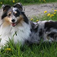 Shetland sheepdog Becca