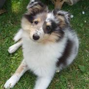 Shetland sheepdog Becca
