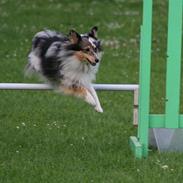 Shetland sheepdog Becca