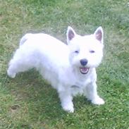 West highland white terrier Molly