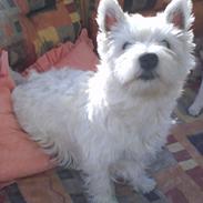 West highland white terrier Molly