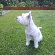 West highland white terrier Molly