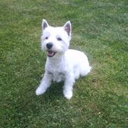 West highland white terrier Molly