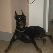 Dobermann Baloo