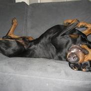 Dobermann Baloo