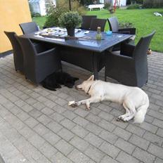 Schæferhund Jack