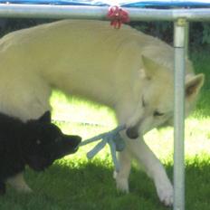 Schæferhund Jack