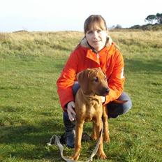 Rhodesian ridgeback Zulu
