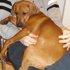 Rhodesian ridgeback Zulu