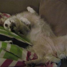 Blanding af racer Vita - græsk gadehund