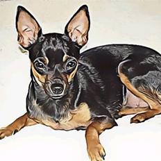 Prazsky krysarik Freja