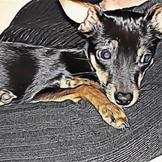 Dvaergpinscher Mille